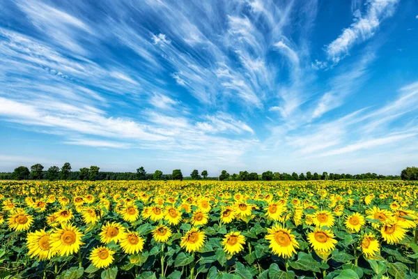 Belo Dia Verão Sobre Campo Girassol — Fotografia de Stock