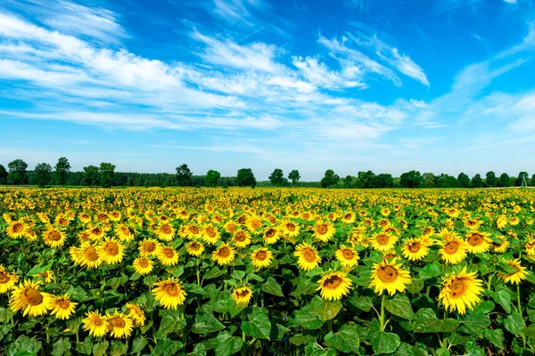 Belo Dia Verão Sobre Campo Girassol — Fotografia de Stock