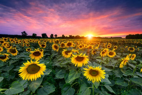 Vacker Solnedgång Över Solrosfält — Stockfoto