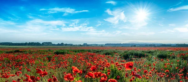 Belle Journée Été Sur Champ Pavot — Photo