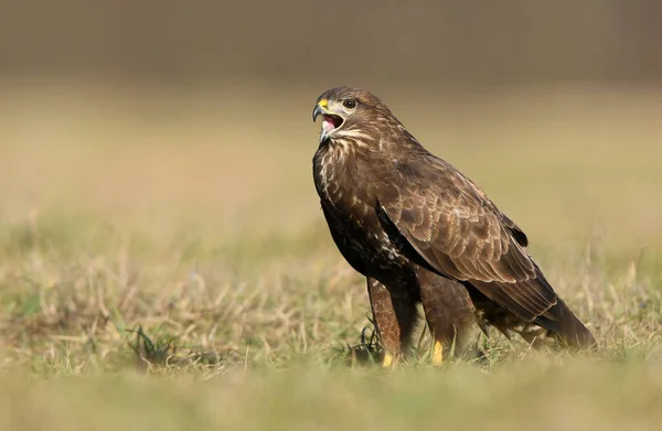 普通秃鹰 Buteo Buteo — 图库照片