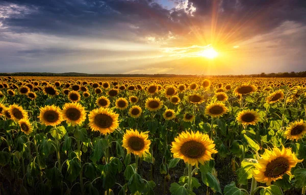 Beau Coucher Soleil Sur Champ Tournesol — Photo