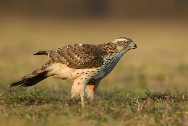 北方鹰头鹰 Accipiter Gentilis — 图库照片