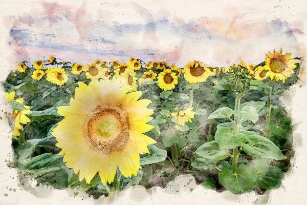 Slunečnice Pole Akvarel Obraz — Stock fotografie
