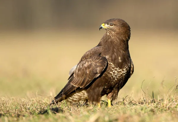 Mäusebussard Buteo Buteo Aus Nächster Nähe — Stockfoto