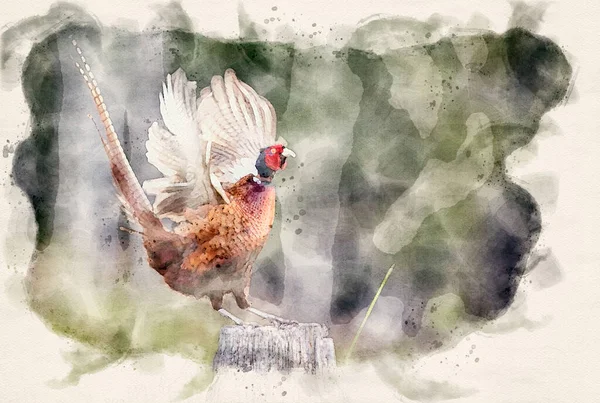 Ringneck Pheasant Phasianus Colchicus 男性水彩画图像 — 图库照片