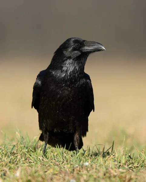 Κοράκι Corvus Corax Κοντινό — Φωτογραφία Αρχείου