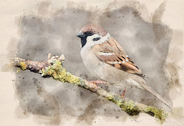 Tree Sparrow Passer Montanus Waterpaint — Stock Photo, Image