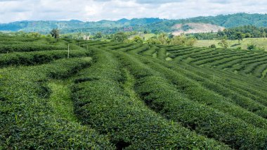 Kuzey Tayland çay plantasyon Peyzaj görüntüsü