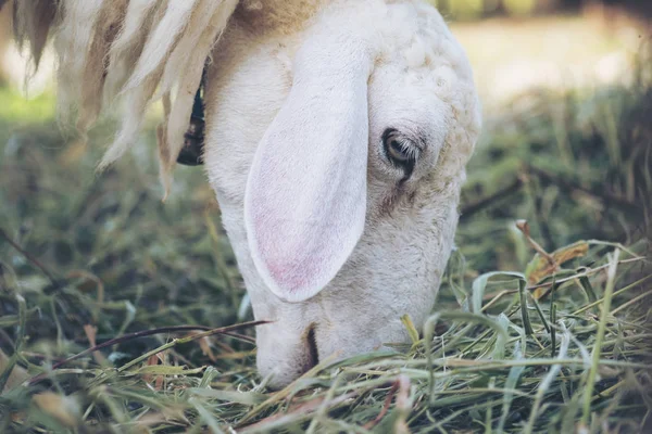 Imagem Perto Ovelhas Comendo Gramíneas Campo Fazenda Ovelhas — Fotografia de Stock