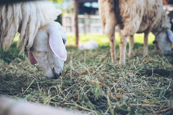 Imagem Perto Ovelhas Comendo Gramíneas Campo Fazenda Ovelhas — Fotografia de Stock