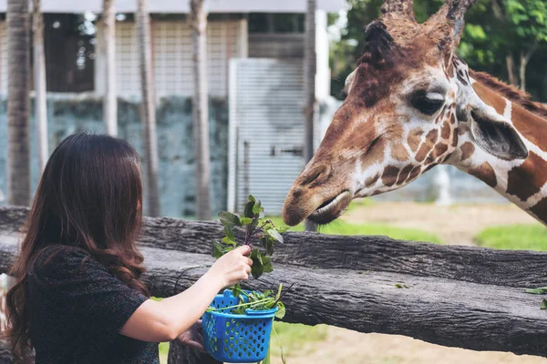 Asian Woman Feeding Fresh Vegetable Baby Giraffe Zoo — Stock Photo, Image
