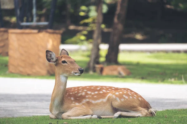 Close Beeld Van Herten Zittend Gras Werf Een Park — Stockfoto