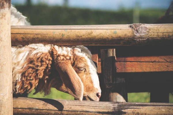 Imagem Close Ovelhas Comendo Gramíneas Uma Fazenda Dobrar Ovelhas — Fotografia de Stock