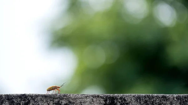 Imagem Close Pequeno Inseto Andando Uma Parede Concreto Com Borrão — Fotografia de Stock