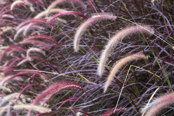 紫色和粉红色的禾本科或任务草在一个领域的特写图像 — 图库照片