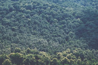 Bir yeşil tepe tropikal yağmur ormanları peyzaj görüntüsünü portre