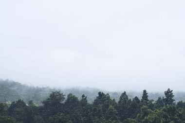 Portre resim yoğun sis kapağı bir tropikal yağmur ormanları