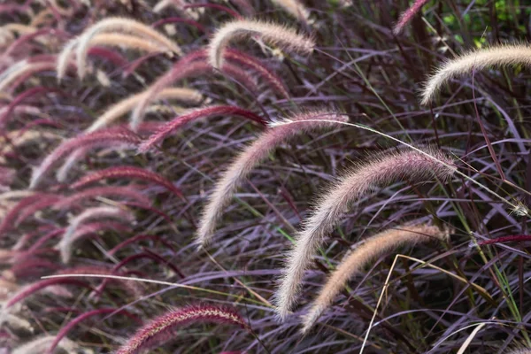 Κοντινό Πλάνο Εικόνα Του Λευκό Μωβ Και Ροζ Poaceae Αποστολή — Φωτογραφία Αρχείου