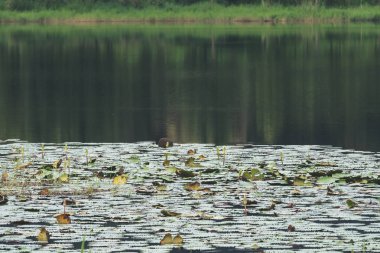 Ağaçlar'ın yansıma ve lotus çiçekleri ile büyük bir su birikintisi