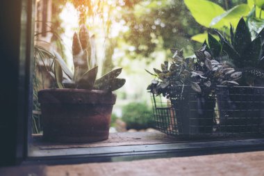 Ağaçlar ve bitkiler tencere cam pencere yeşil doğa arka plan dışında