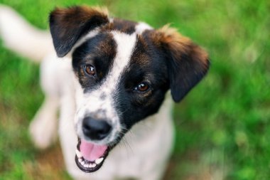 Bir köpek yeşil çimenlerde otururken kameraya bakıyor.