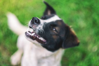 Bir köpek yeşil çimenlerde otururken kameraya bakıyor.