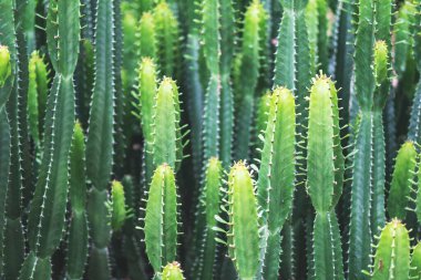 Euphorbia Ingens kaktüsünün yakın plan görüntüsü
