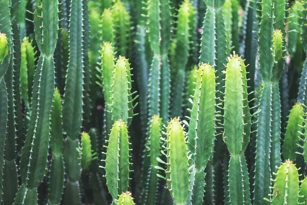 Zbliżenie Obrazu Euphorbia Ingens Cactus — Zdjęcie stockowe