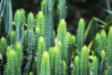 Euphorbia Ingens kaktüs ağaçlarının yakın plan görüntüsü
