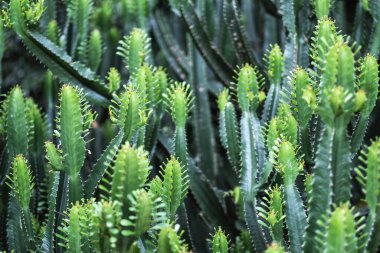 Euphorbia Ingens kaktüs ağaçlarının yakın plan görüntüsü