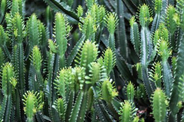 Euphorbia Ingens kaktüs ağaçlarının yakın plan görüntüsü