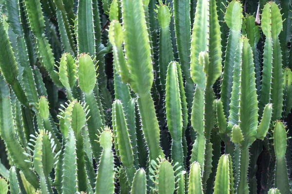 Närbild Bild Euphorbia Ingens Kaktusträd — Stockfoto