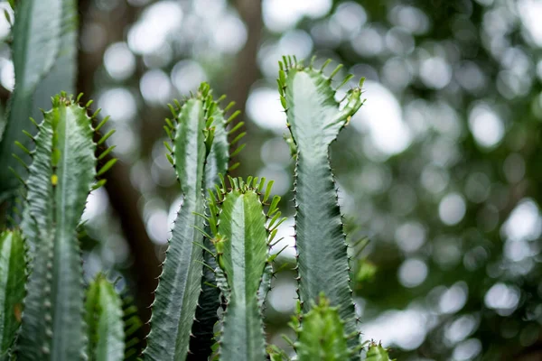 Zbliżenie Obrazu Euphorbia Ingens Kaktusów — Zdjęcie stockowe