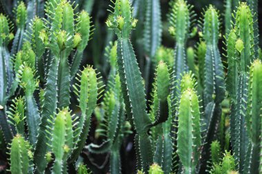 Euphorbia Ingens kaktüs ağaçlarının yakın plan görüntüsü
