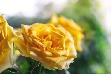 Güzel sarı güllerin yakın plan görüntüsü