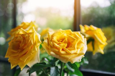 Güzel sarı güllerin yakın plan görüntüsü