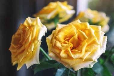 Güzel sarı güllerin yakın plan görüntüsü