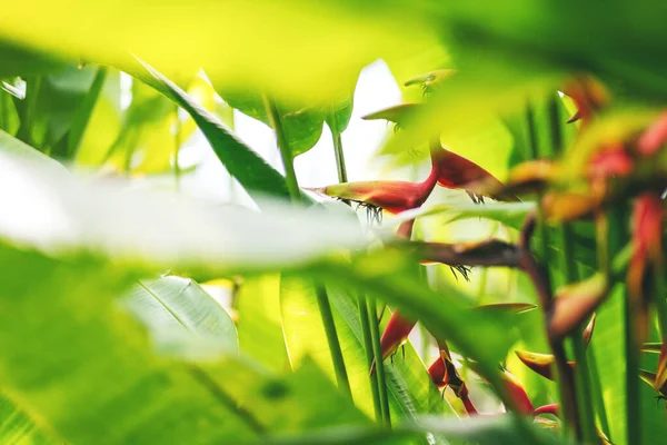 Wizerunek Zbliżeniowy Roślin Helikoniaku Tropikalnym Lesie Deszczowym — Zdjęcie stockowe
