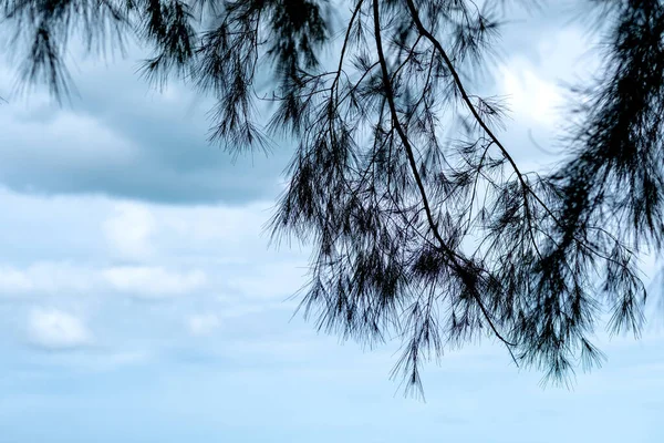 Imagem Close Pinheiro Com Fundo Azul Céu — Fotografia de Stock