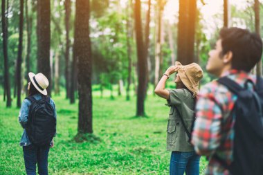 Bir grup gezgin yürür ve güzel bir çam ormanına bakar.