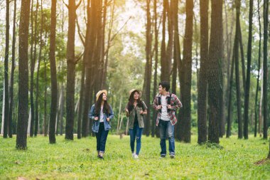 Bir grup gezgin yürür ve güzel bir çam ormanına bakar.
