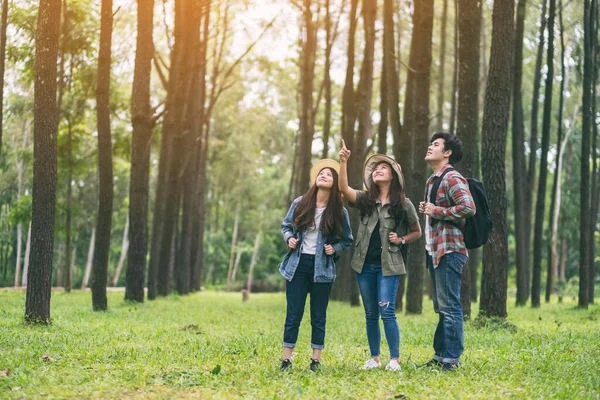 Bir grup gezgin yürür ve güzel bir çam ormanına bakar.
