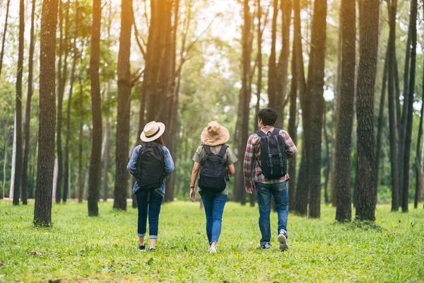 Bir grup gezgin yürür ve güzel bir çam ormanına bakar.