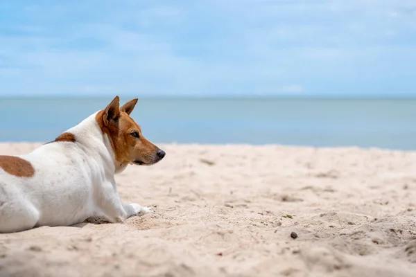 stock image A dog lying down on the beach by the sea