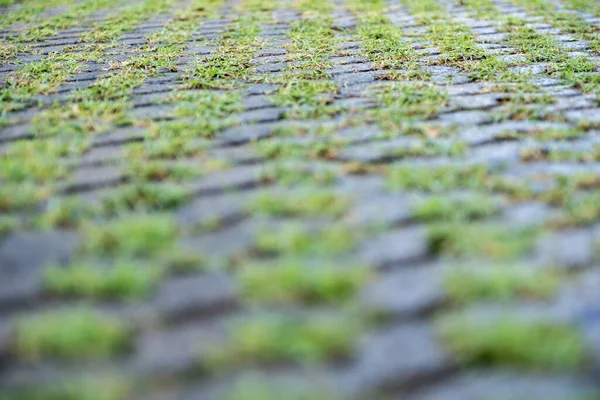 Трава Росте Підлозі Цементного Блоку — стокове фото