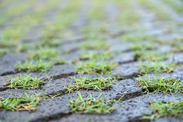 水泥砌块路地板上生长的草 — 图库照片