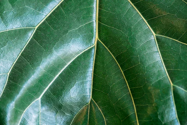 Closeup image of Fiddle leaf Fig leaves