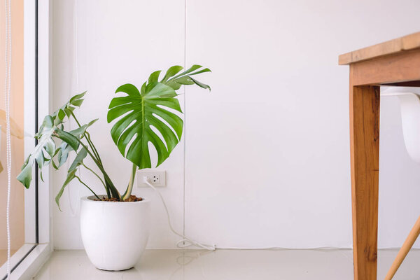 Monstera tree in a white pot with wooden table and chair in the house