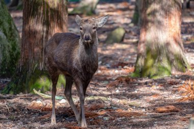 Parktaki vahşi bir geyiğin yakın plan görüntüsü.